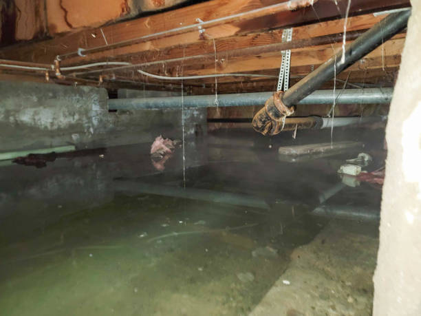 Best Flood damage cleanup  in Deer Park, TX